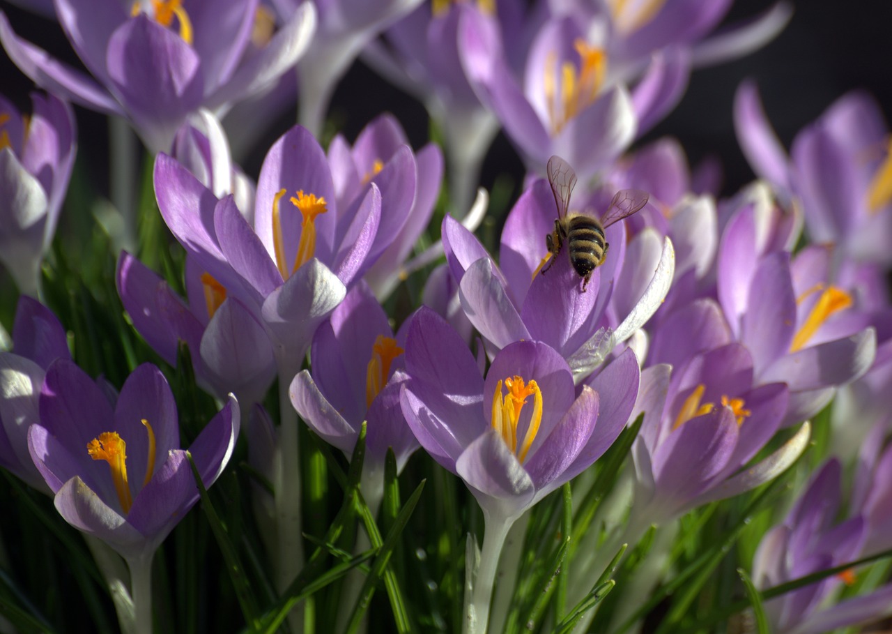 crocus  bee  pollen free photo