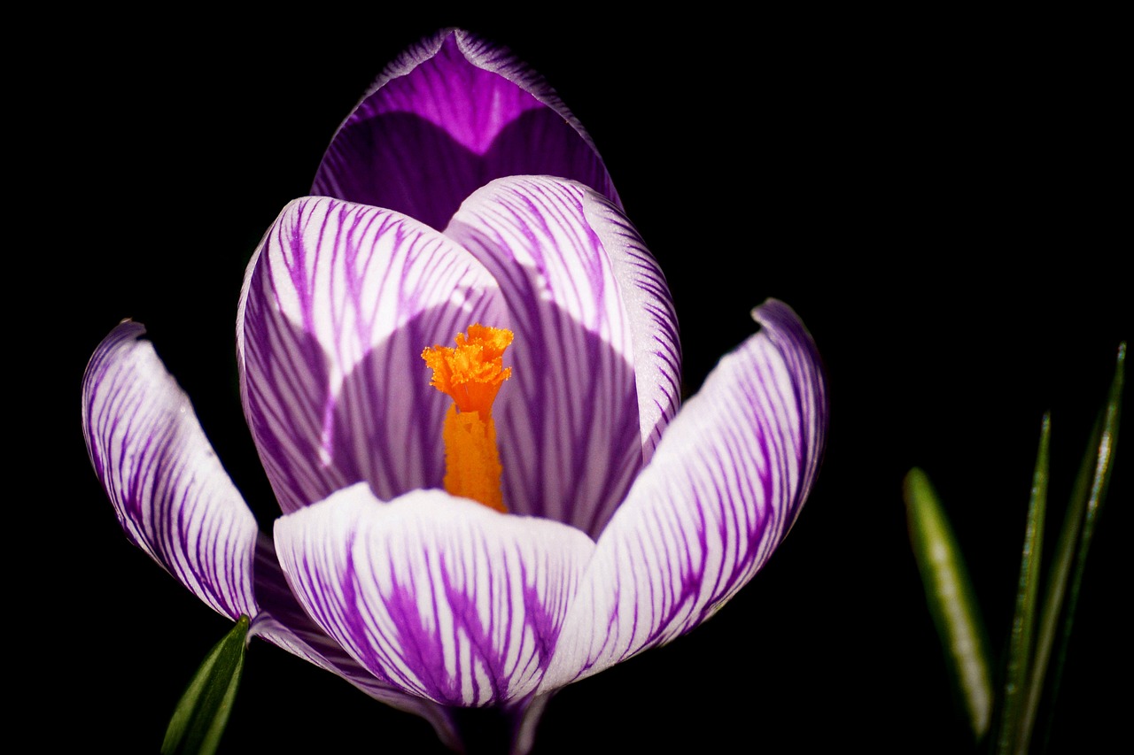 crocus  spring  early bloomer free photo