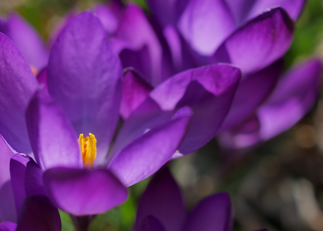 crocus  purple  spring free photo