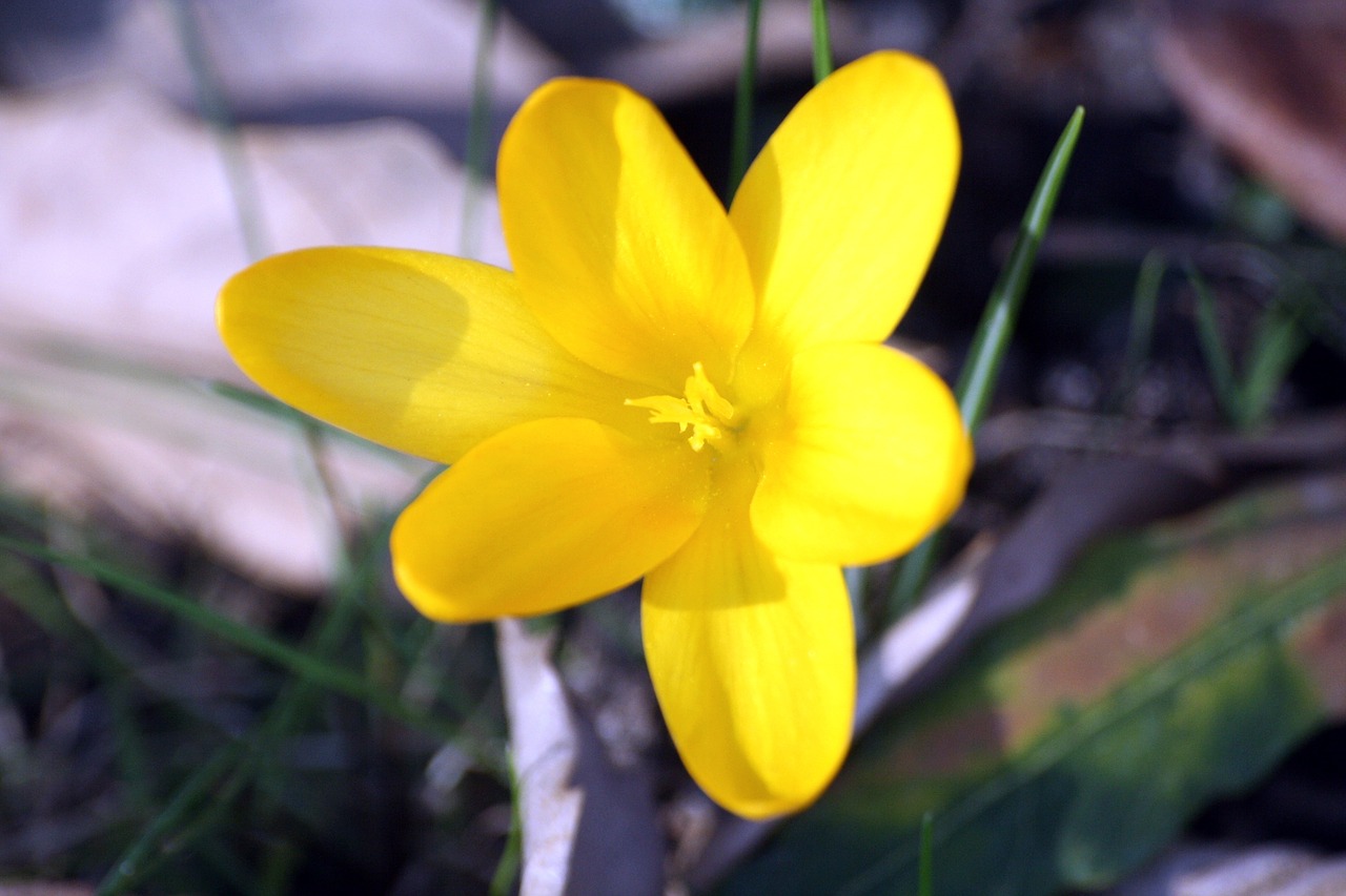 crocus  yellow  blossom free photo