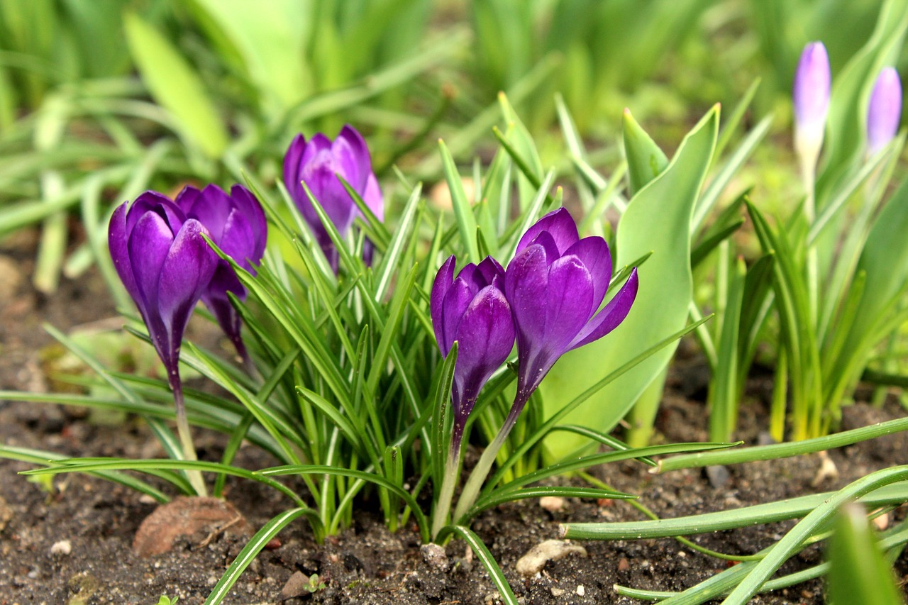 crocus  march  spring flowers free photo