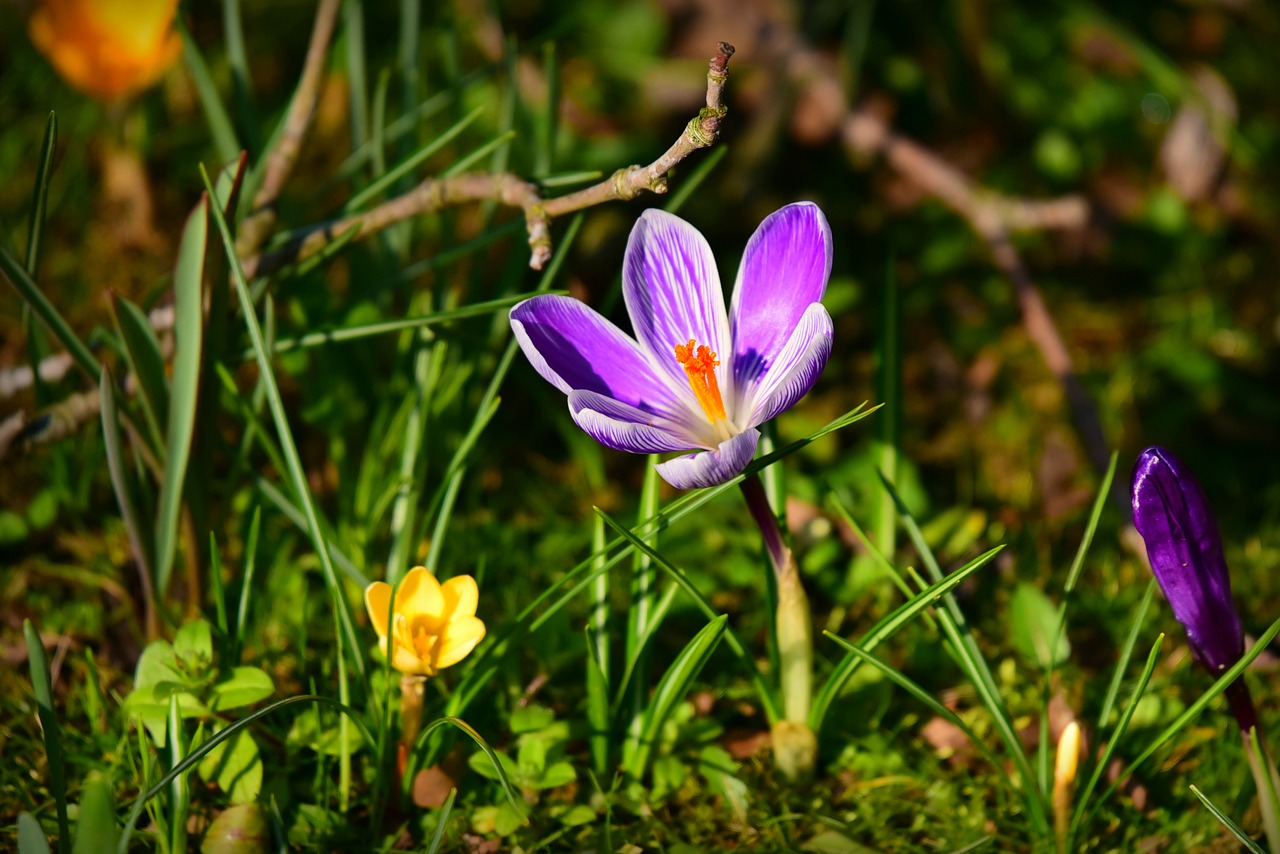 crocus  spring flower  petal free photo