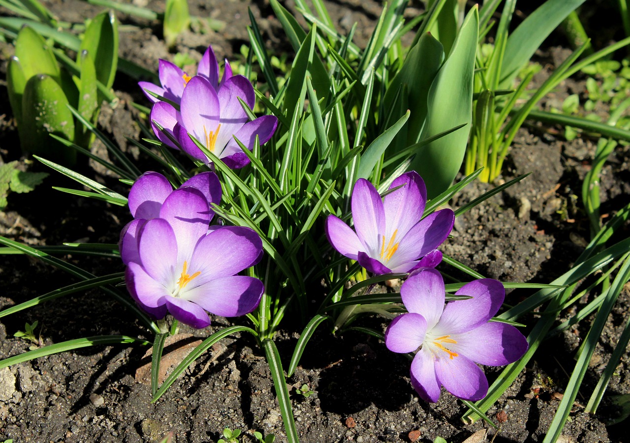 crocus  saffron  violet free photo