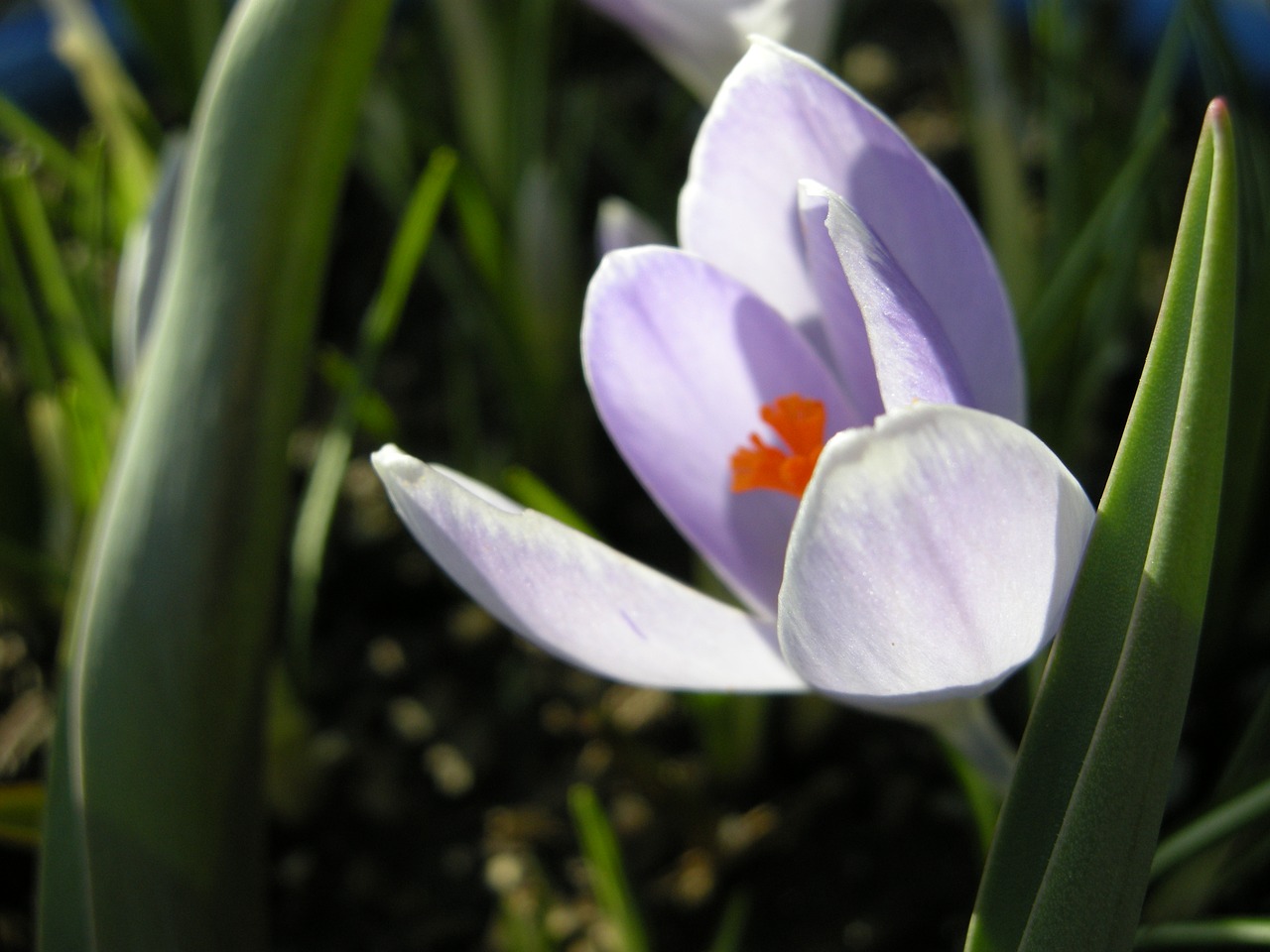 crocus  spring  flowers free photo