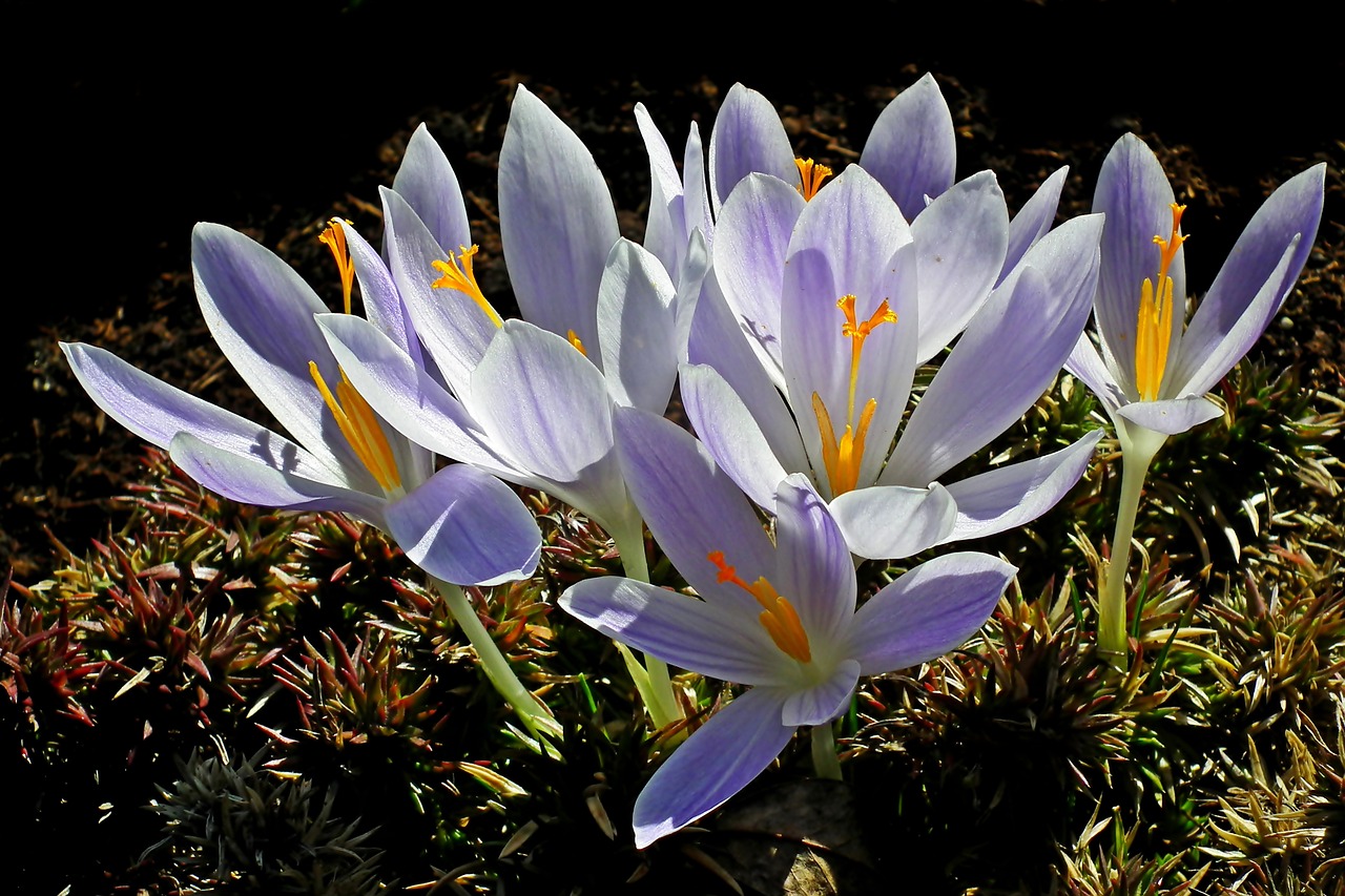 crocus  flowers  spring free photo
