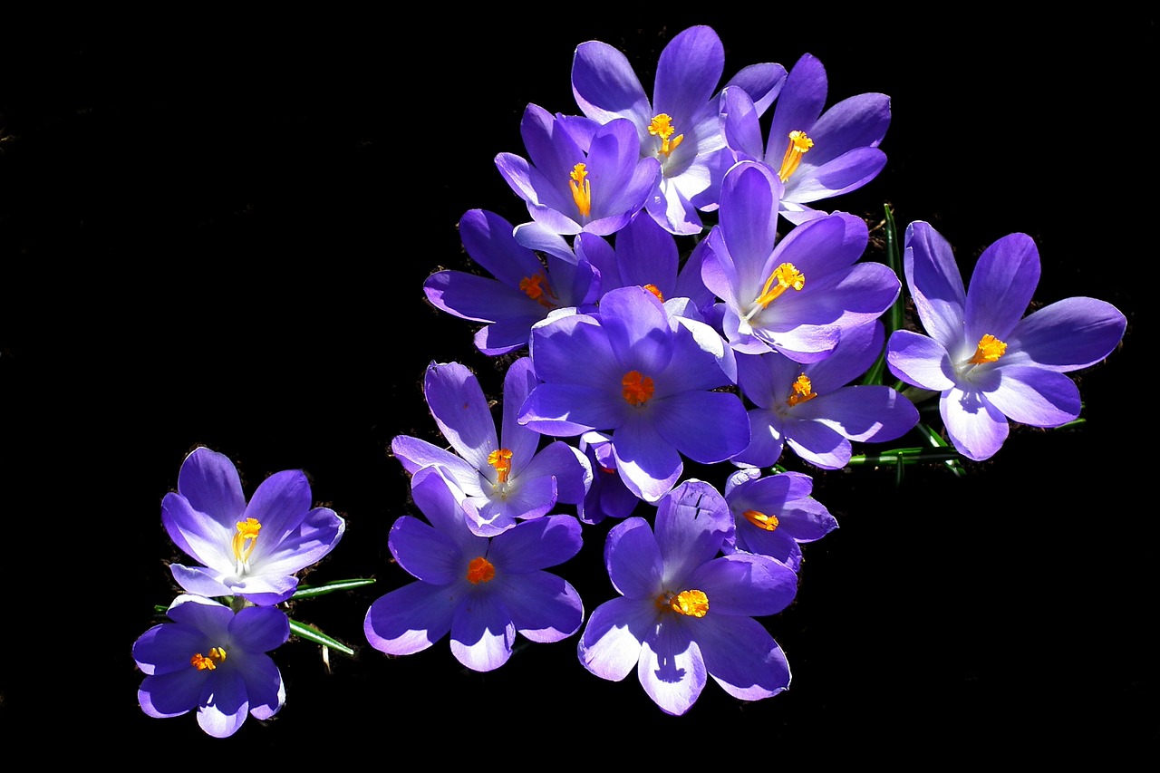 crocus  flowers  blue free photo