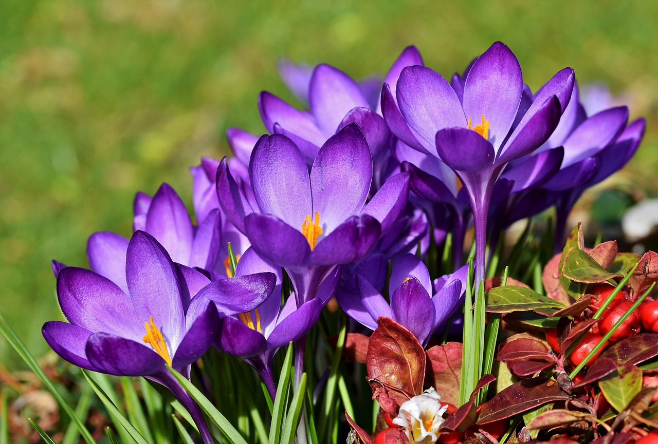 crocus  schwertliliengewaechs  violet free photo