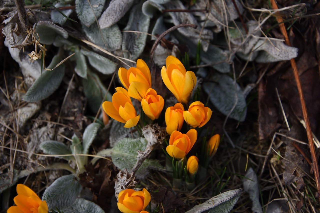 crocus  saffron  flower free photo