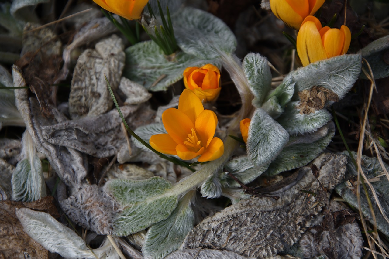 crocus  saffron  flower free photo