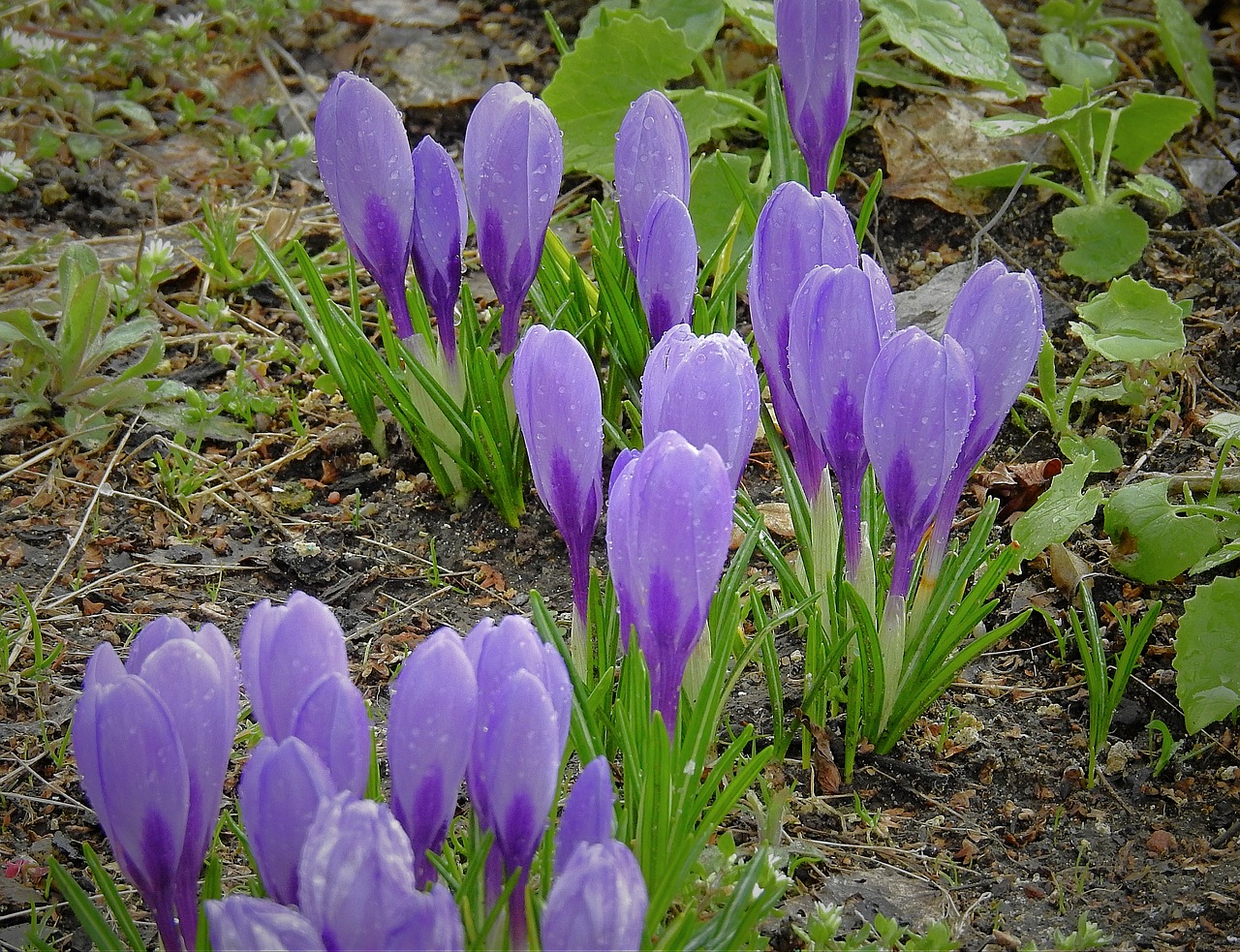 crocus  after the rain  flowers free photo