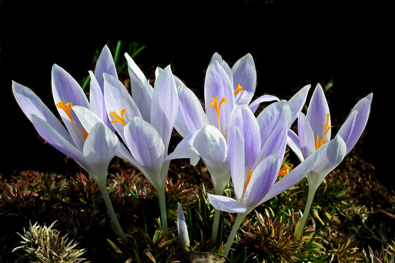 crocus  flowers  spring free photo