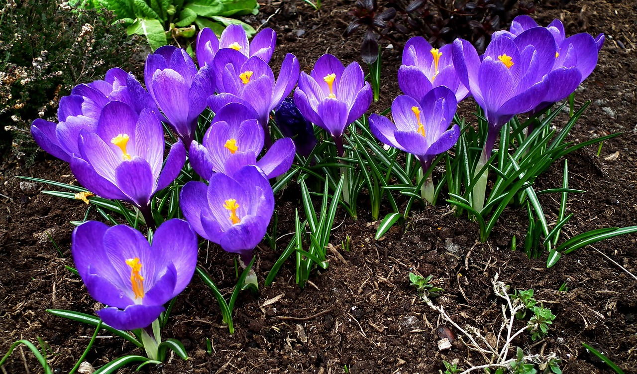 crocus  flowers  spring free photo