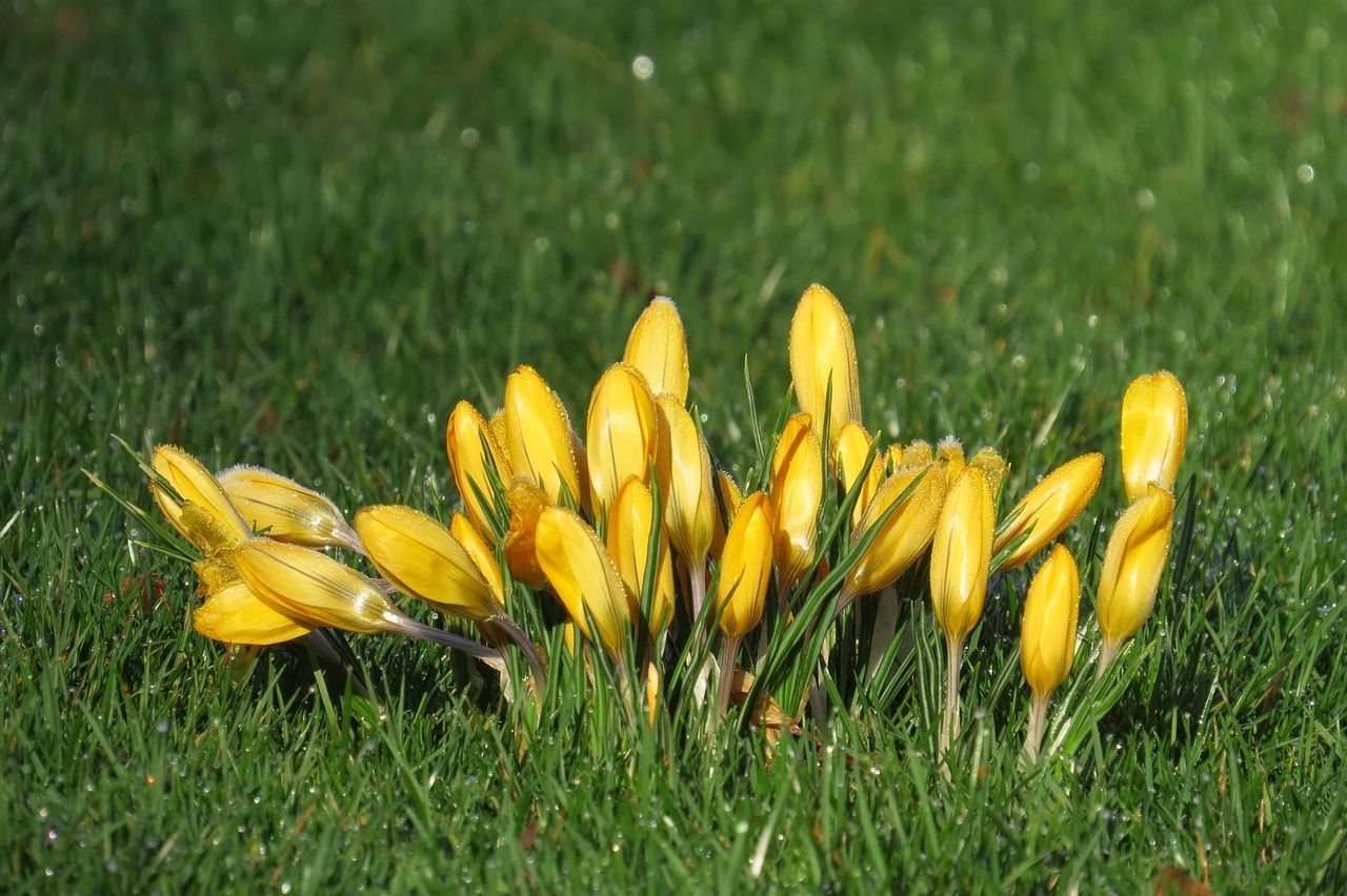 crocus  frühlingsanfang  flowers free photo