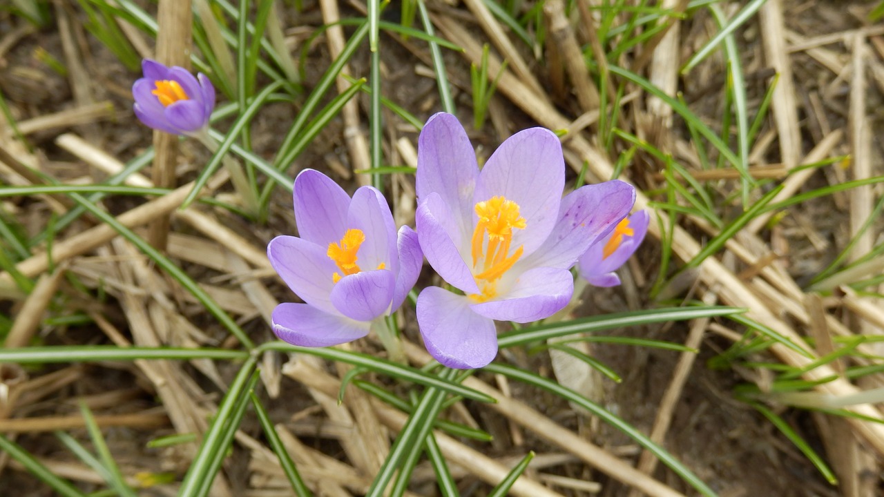 crocus  flower  plant free photo