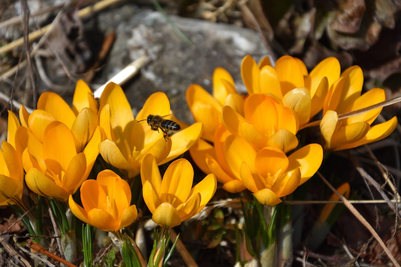 crocus  spring  bee free photo