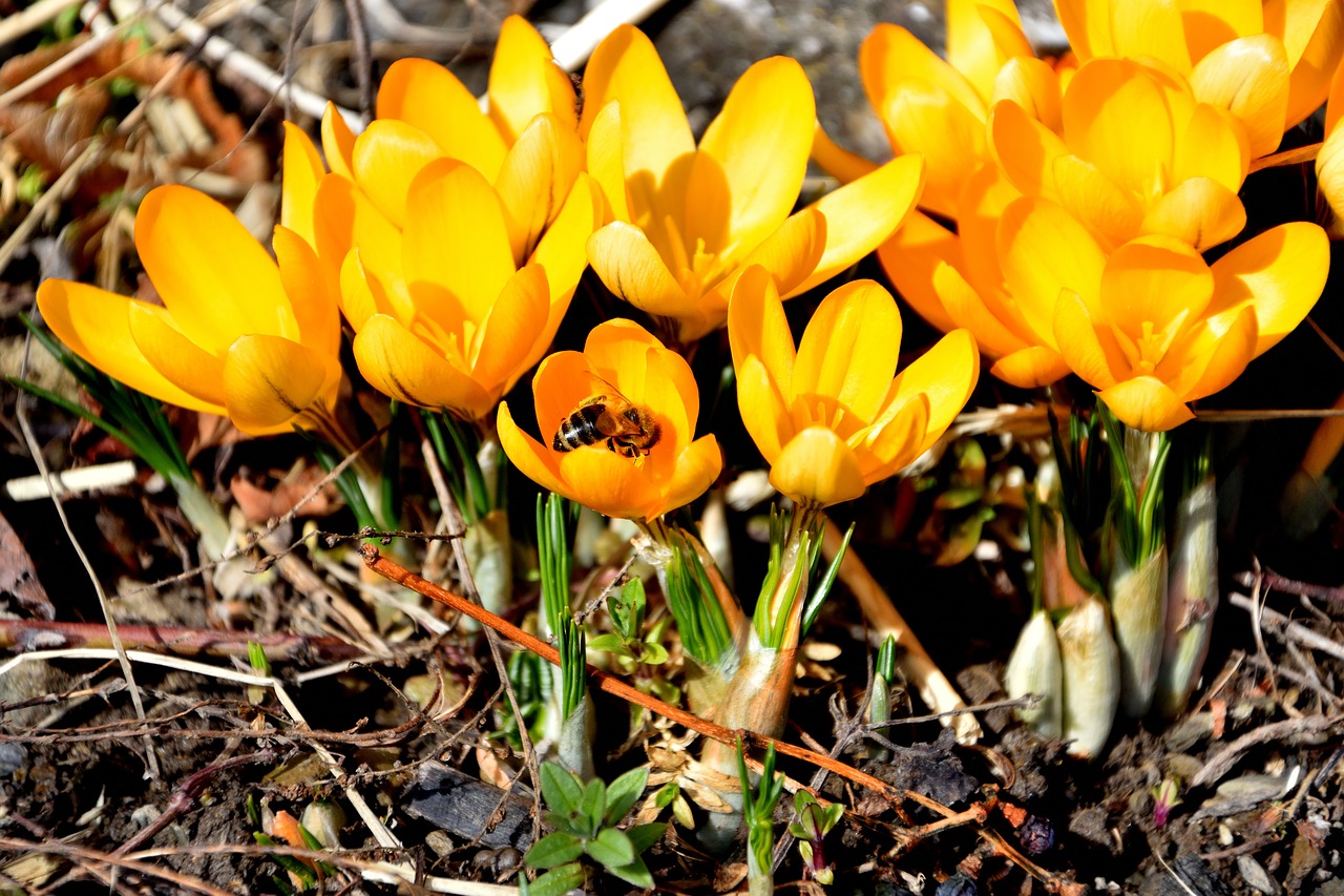 crocus  spring  bee free photo