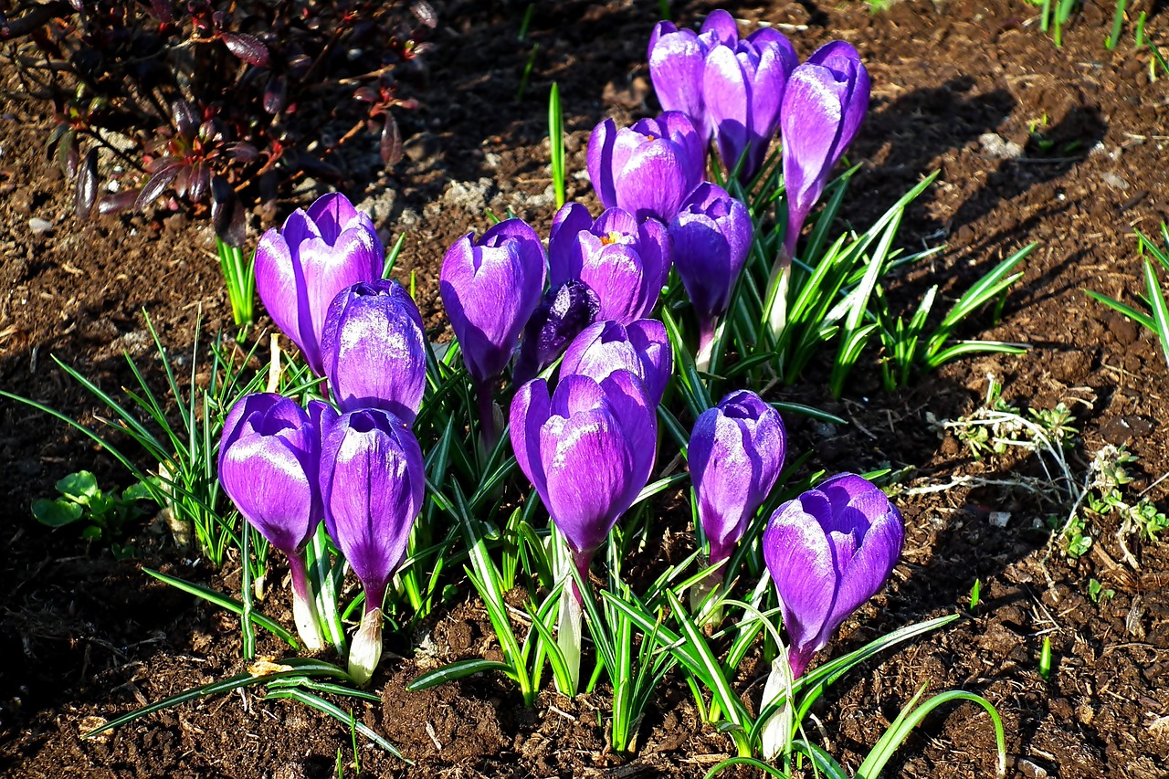 crocus  flowers  purple free photo