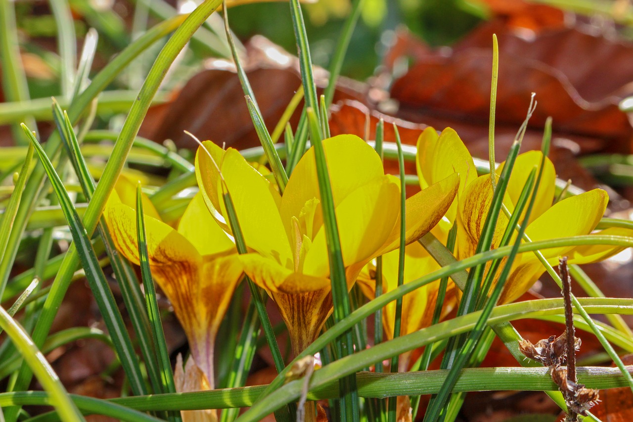 crocus  yellow  flower free photo