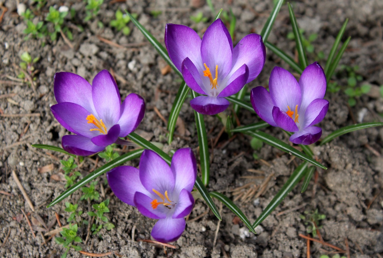 crocus  spring  saffron free photo