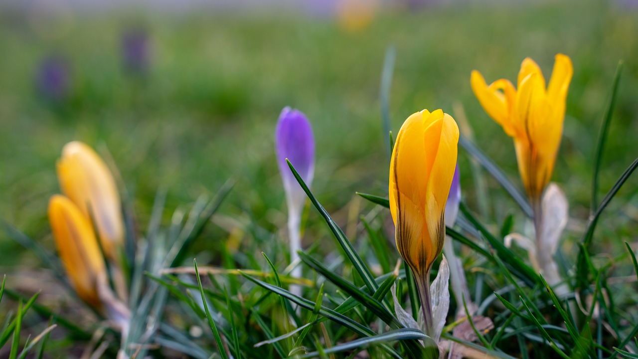 crocus  flower  spring free photo