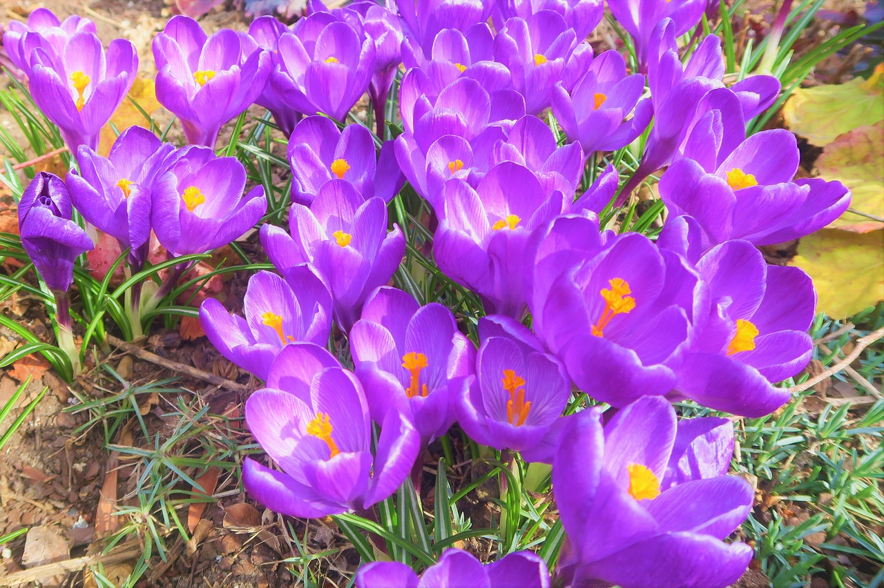 crocus  spring  flower free photo