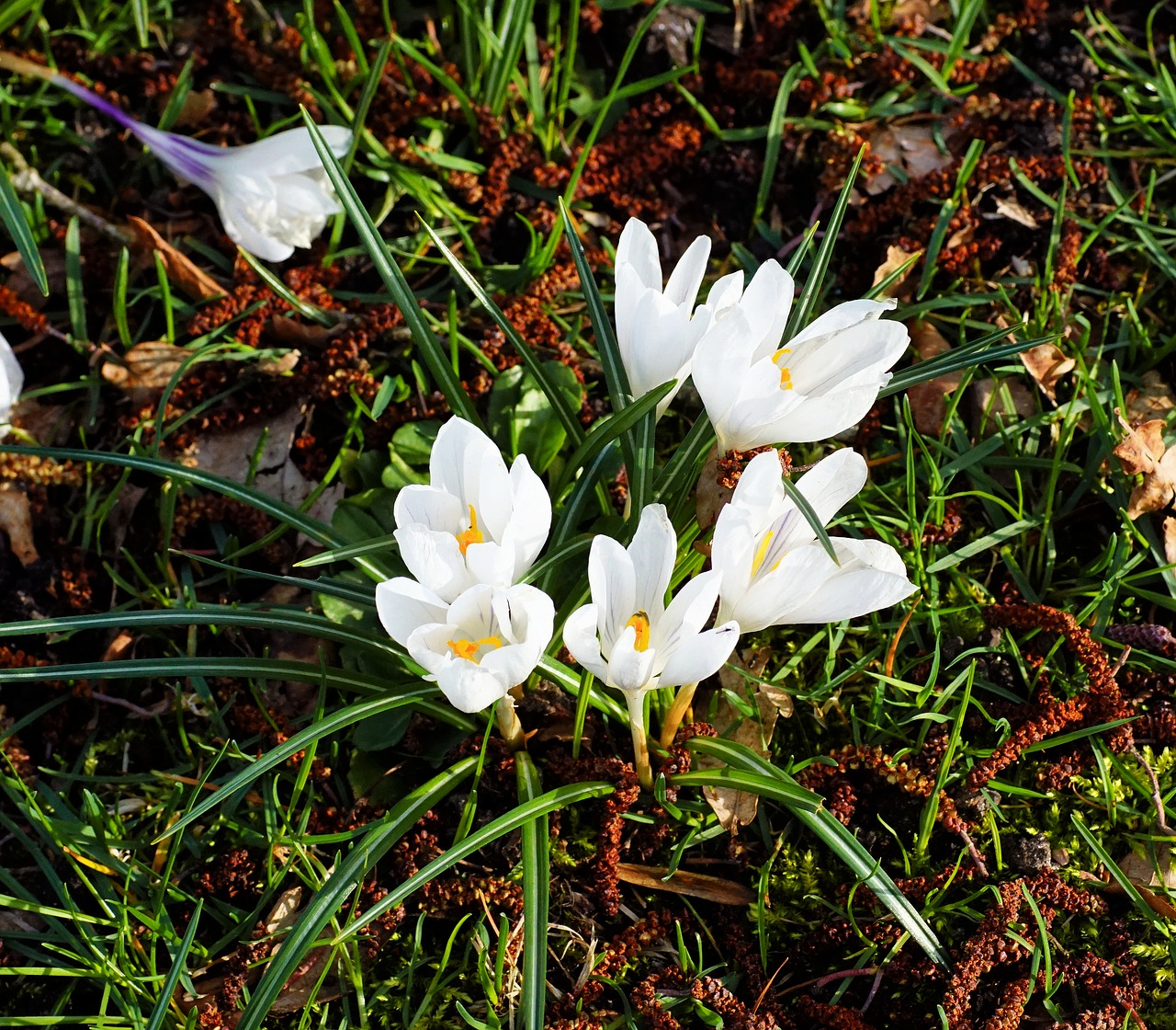 crocus  white  garden free photo