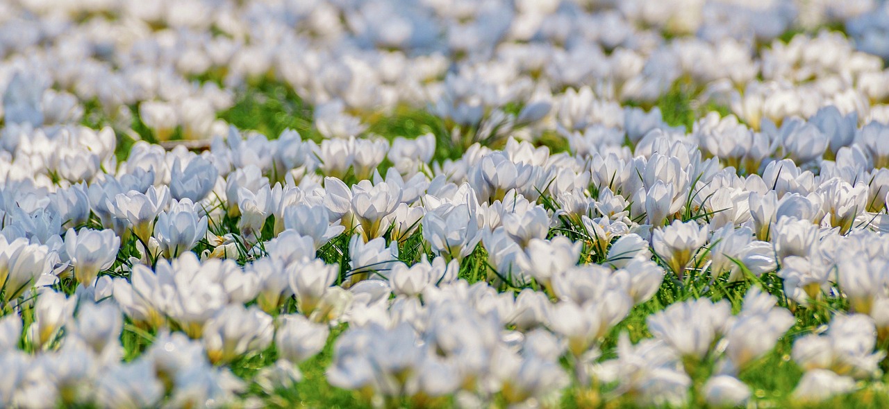 crocus  flower meadow  white free photo