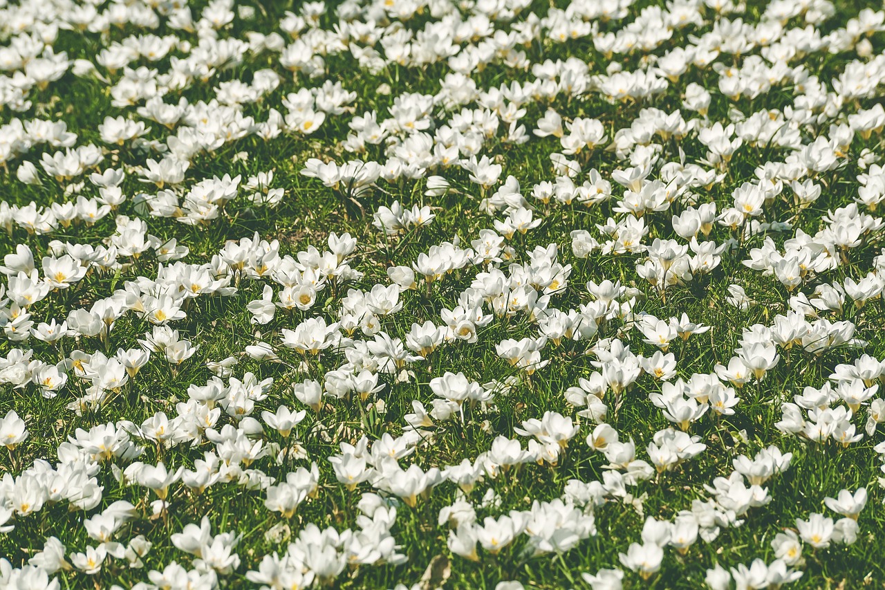 crocus  flower meadow  white free photo