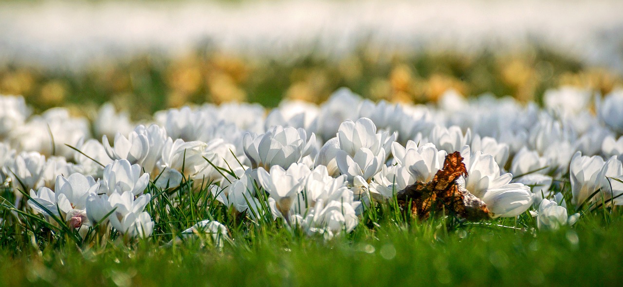 crocus  flower meadow  white free photo