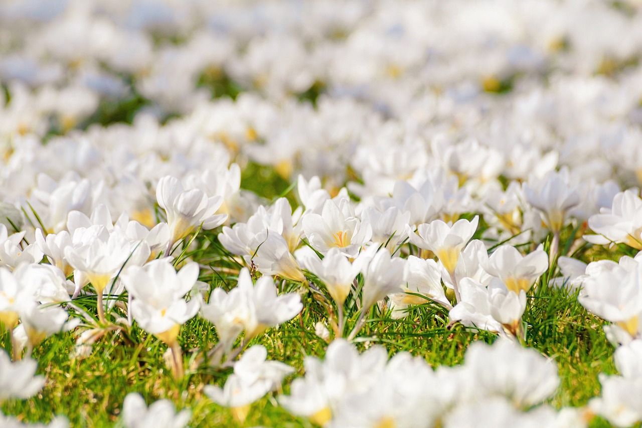 crocus  flower meadow  white free photo