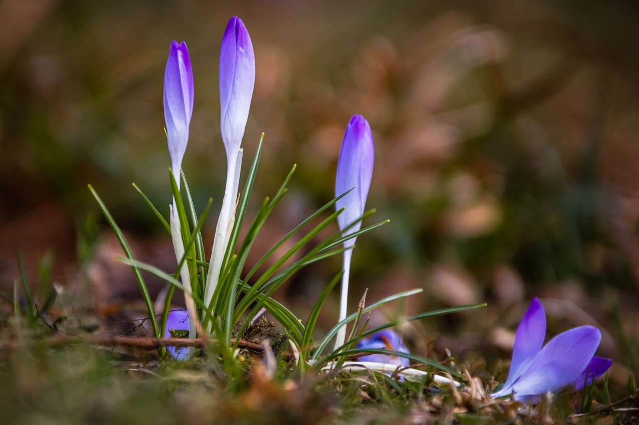 crocus  flower  meadow free photo