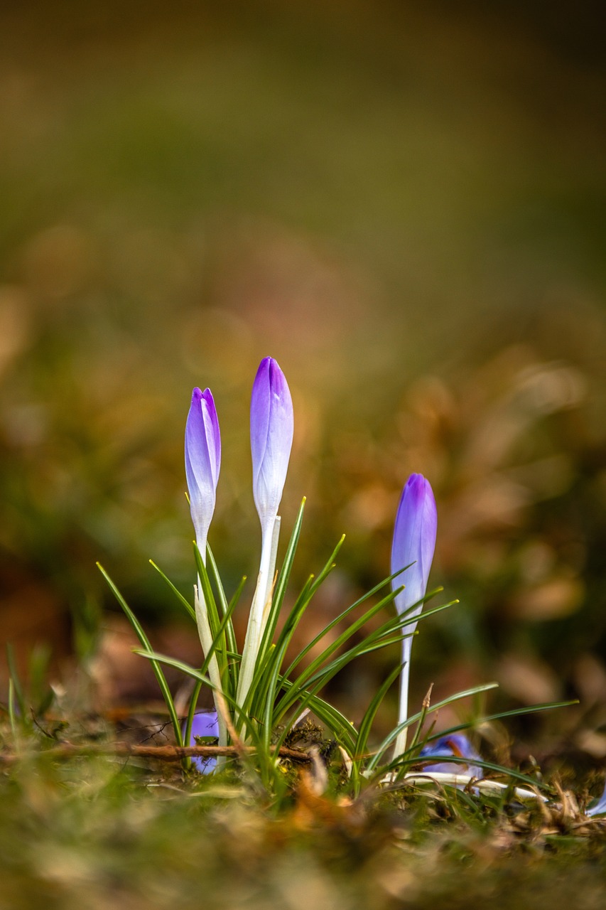 crocus  flower  meadow free photo