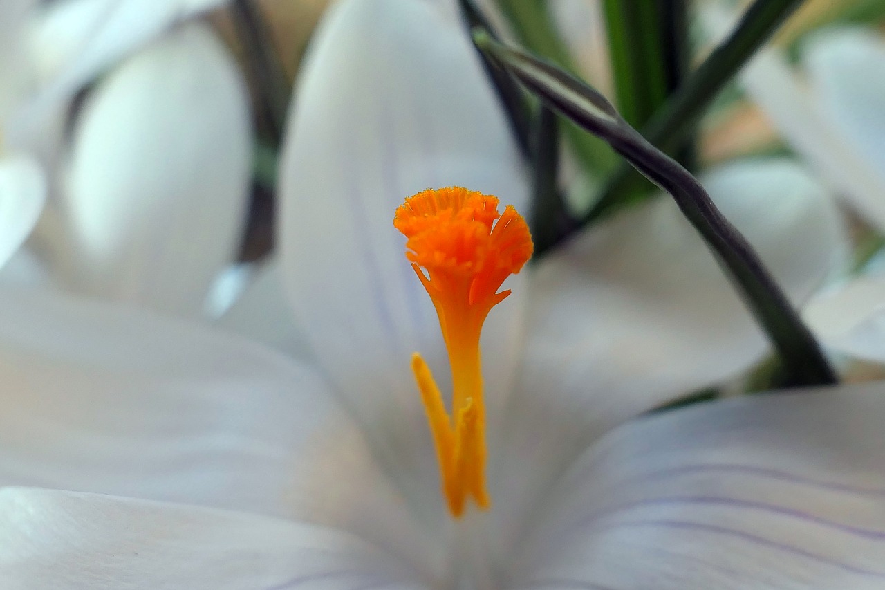 crocus  flower  flowers temple free photo