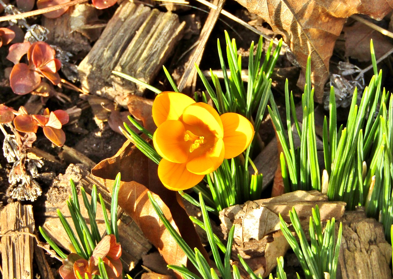 crocus  yellow  blossom free photo