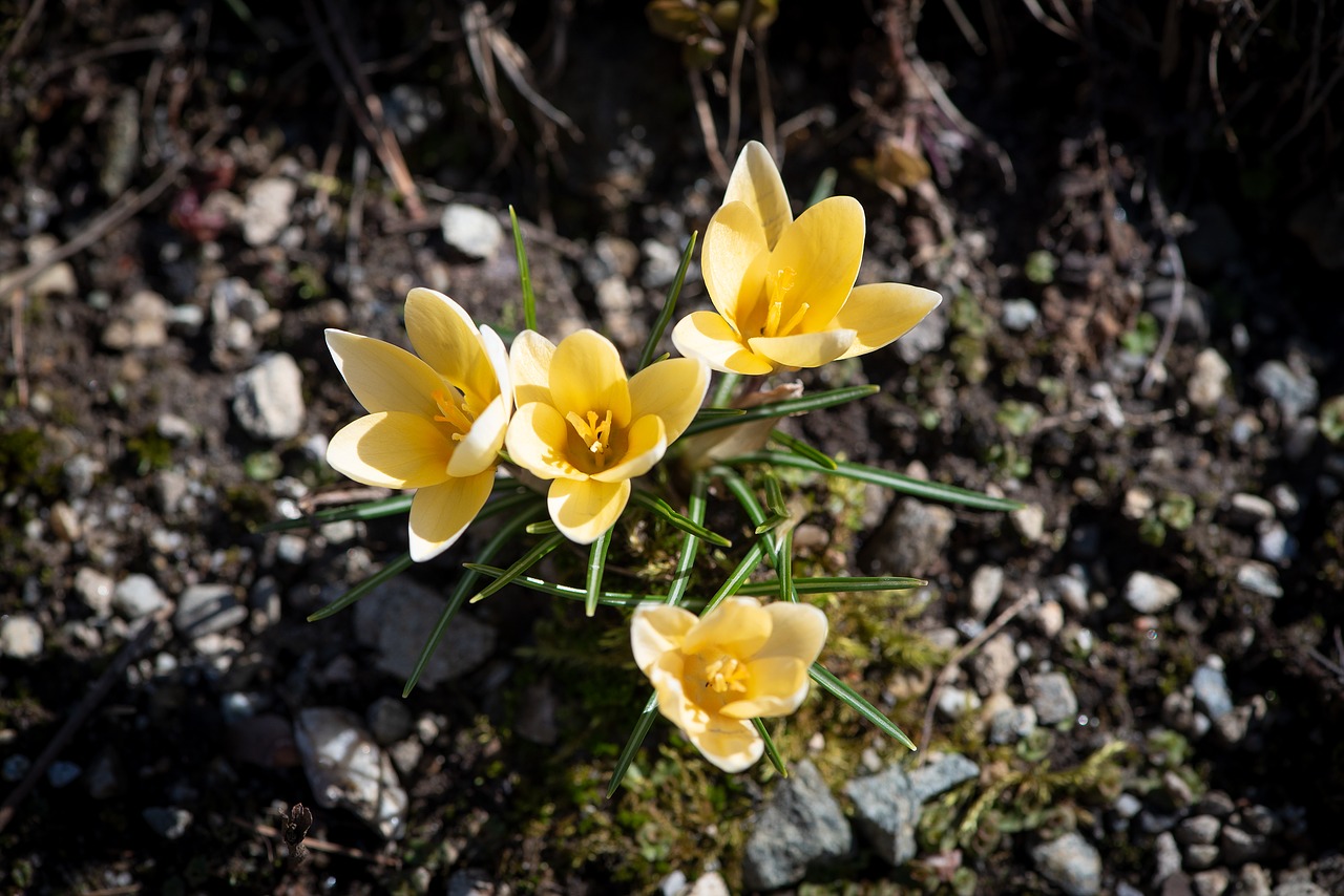 crocus  spring flowers  yellow free photo