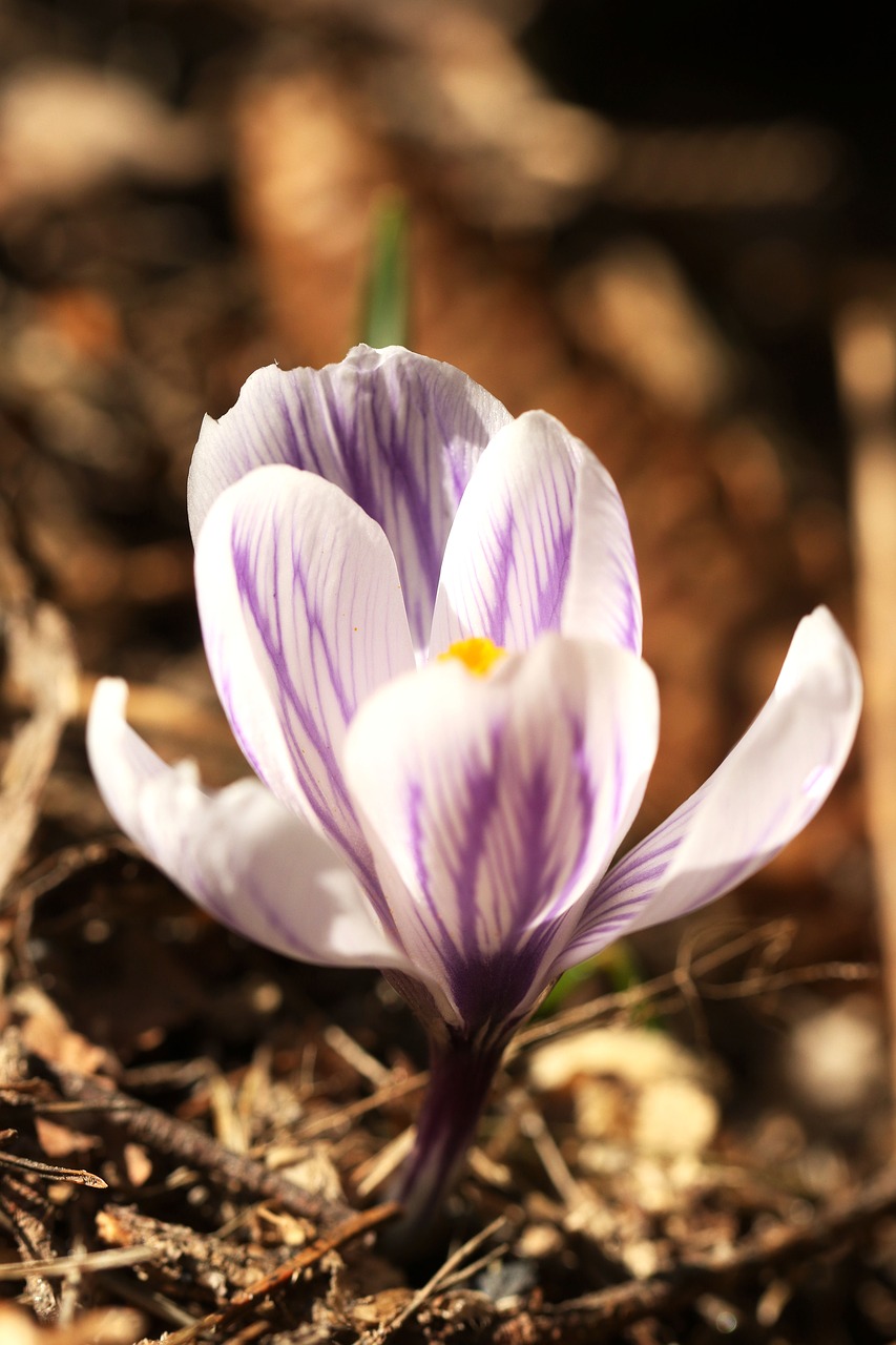 crocus  blossom  nature free photo