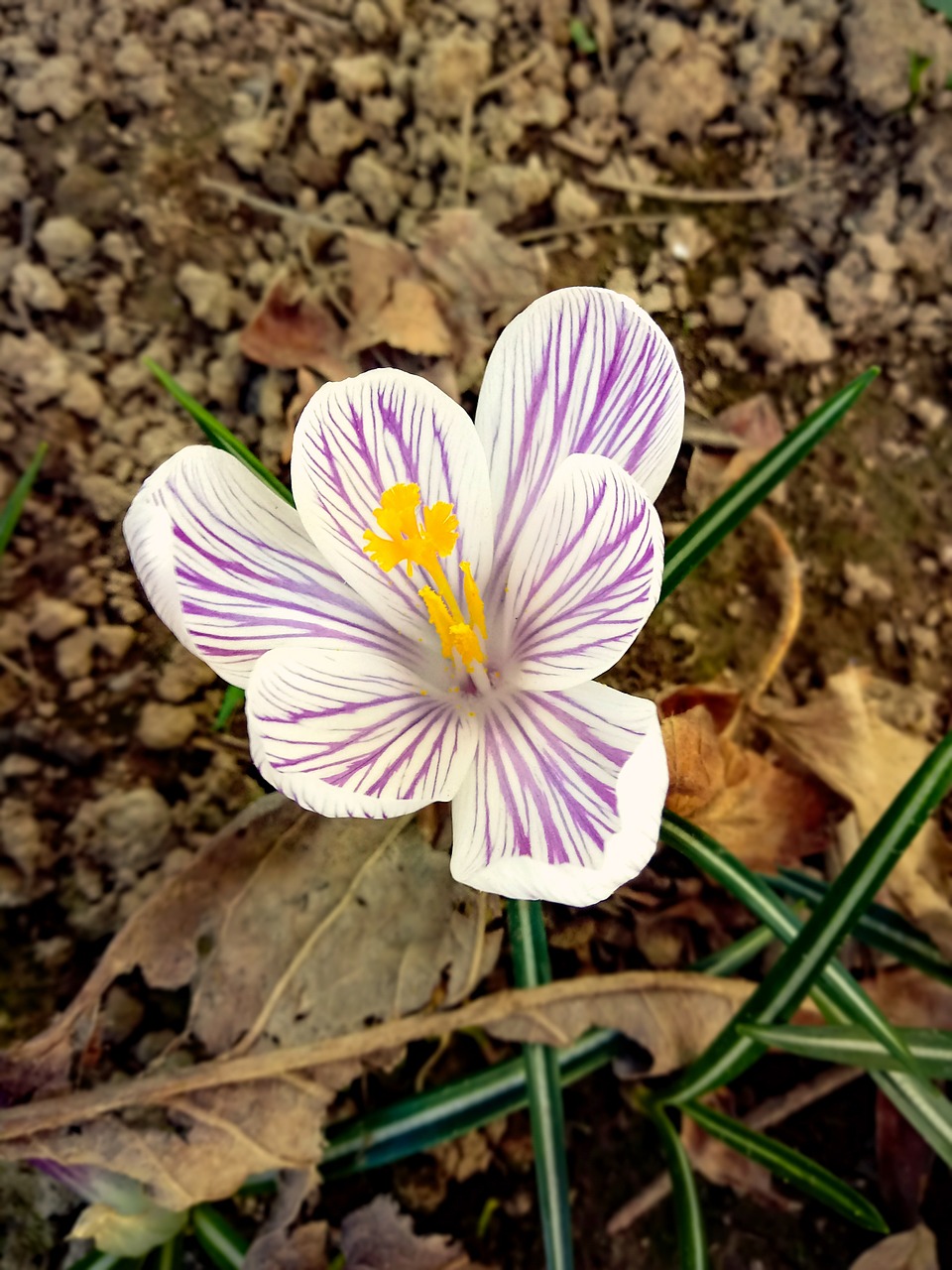 crocus  flower  macro free photo