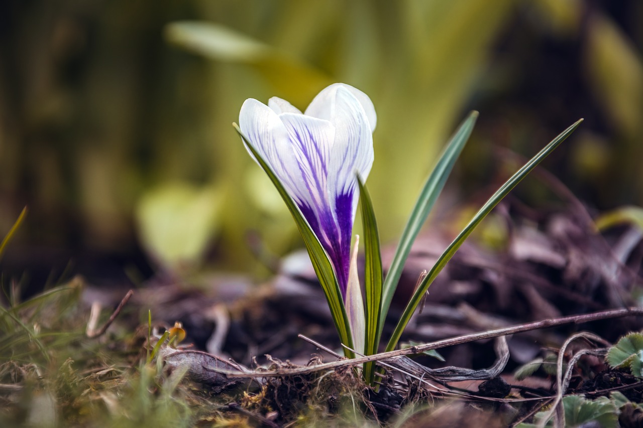 crocus  flower  meadow free photo