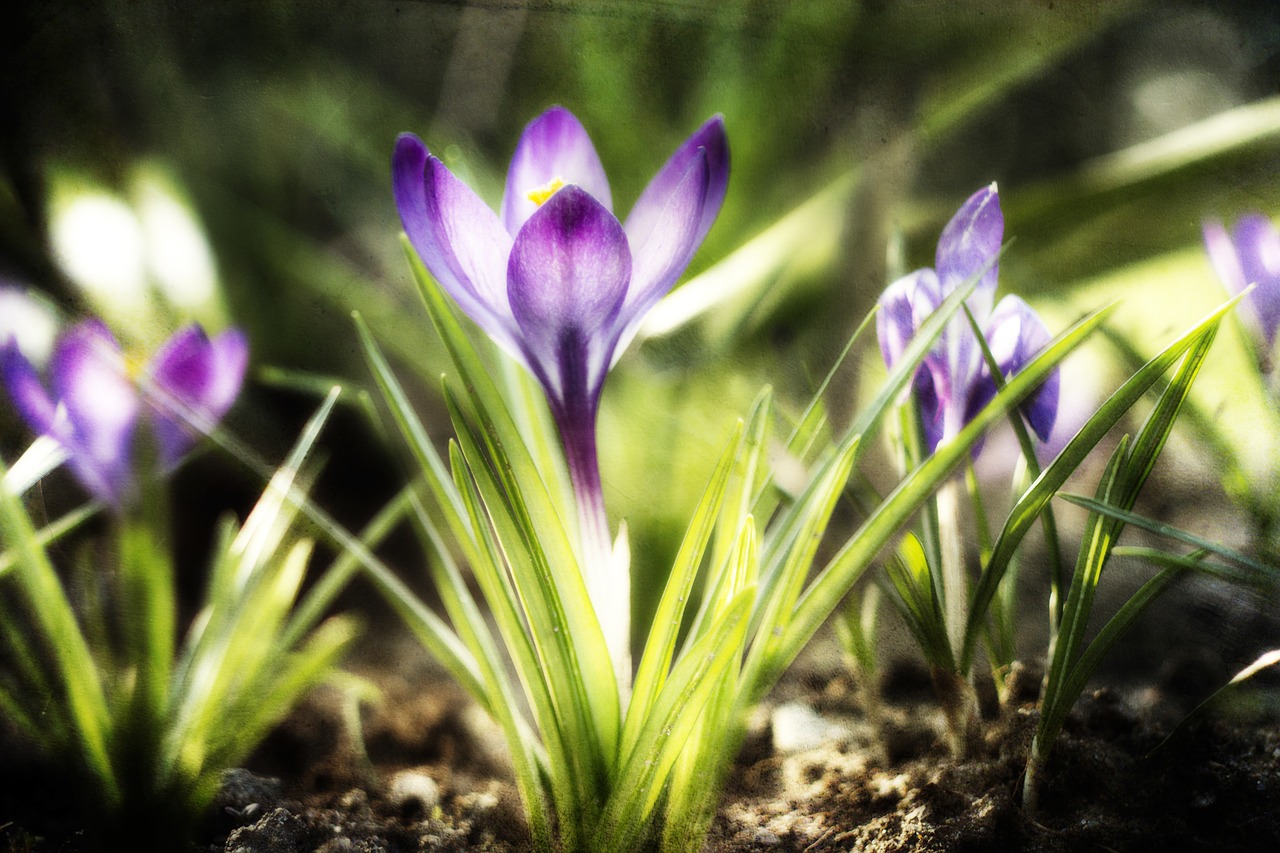 crocus  violet  green free photo