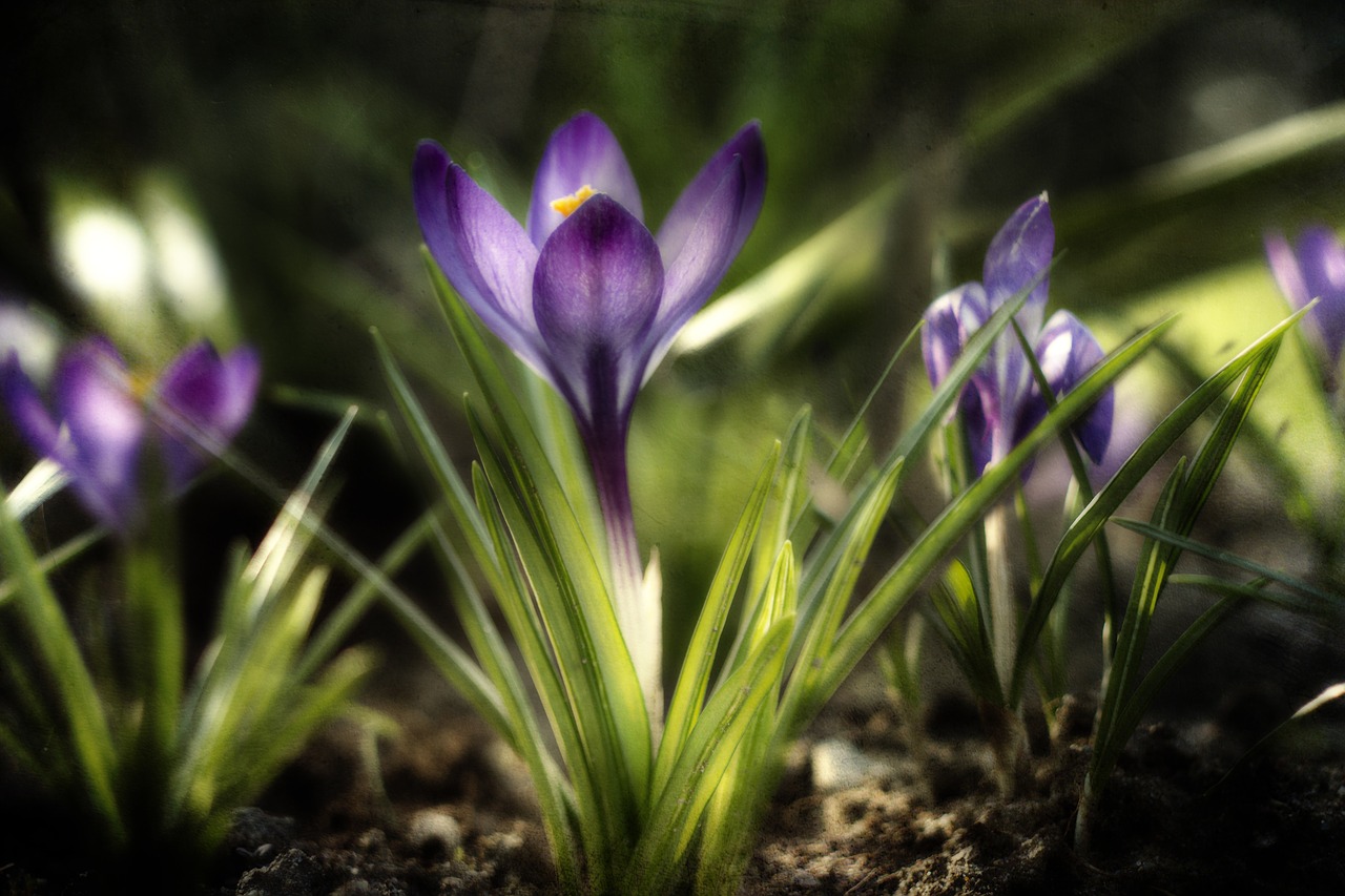 crocus  violet  spring free photo