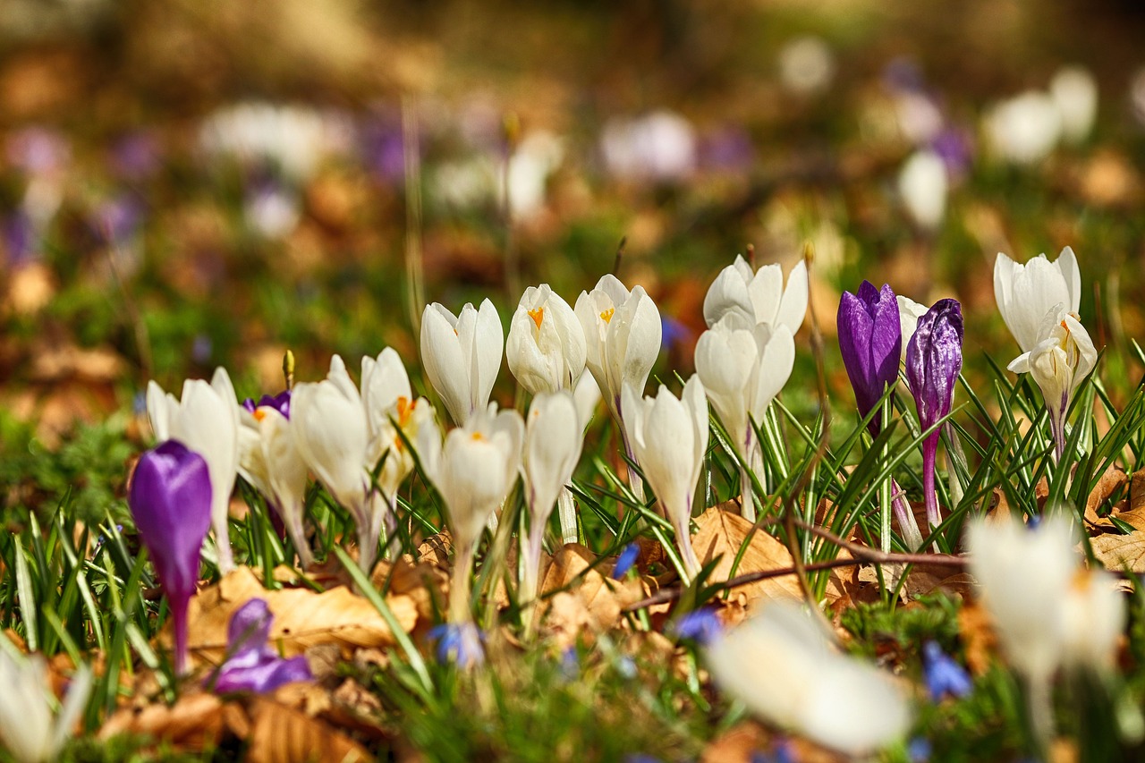 crocus  flowers  blossom free photo