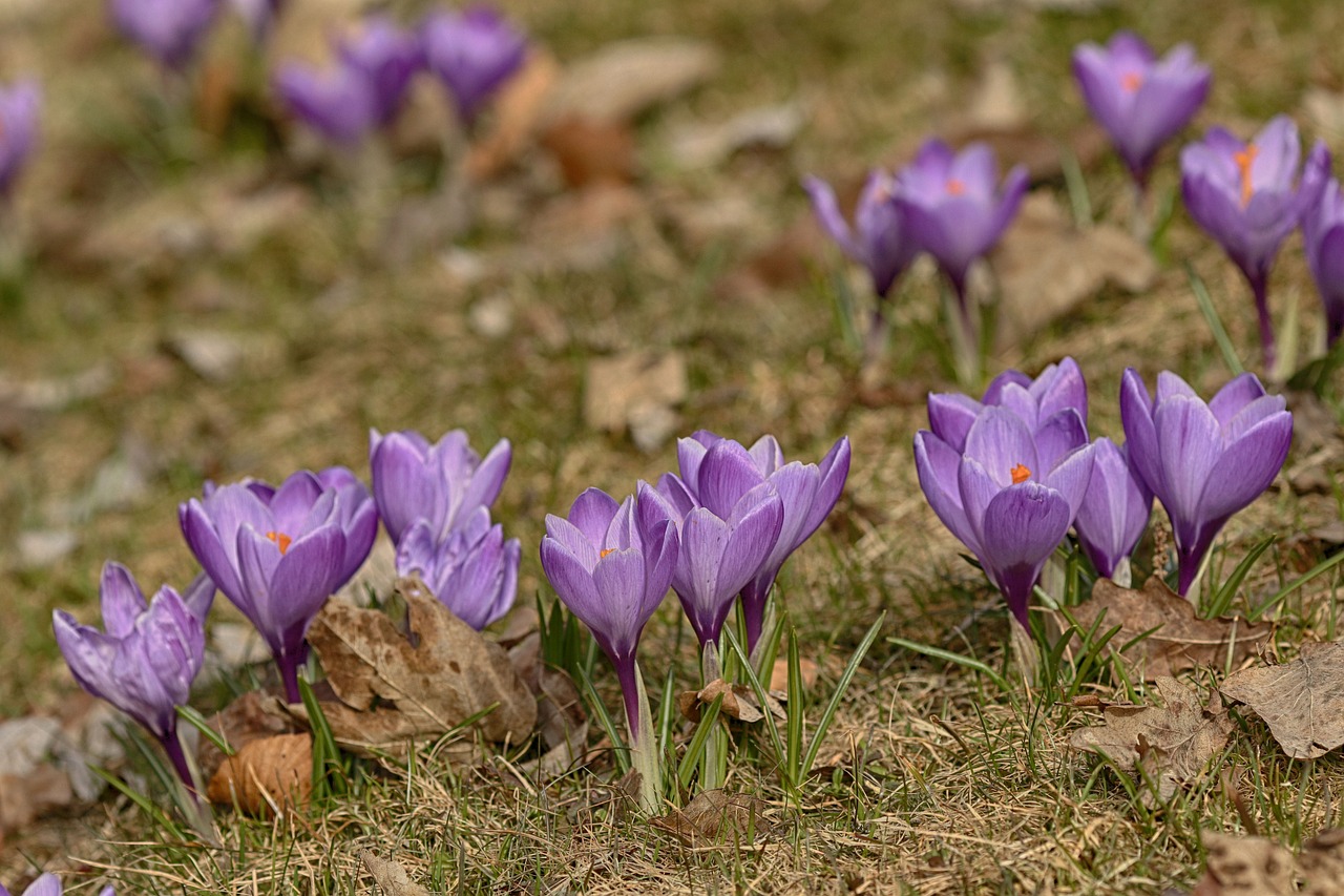 crocus  flowers  blossom free photo