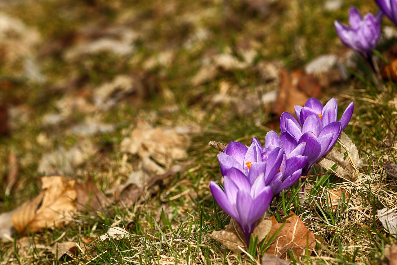 crocus  flowers  blossom free photo