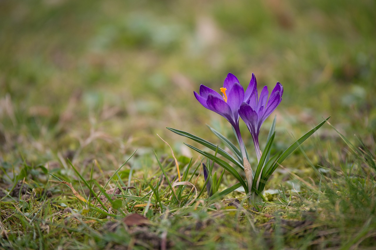 crocus  nature  plant free photo