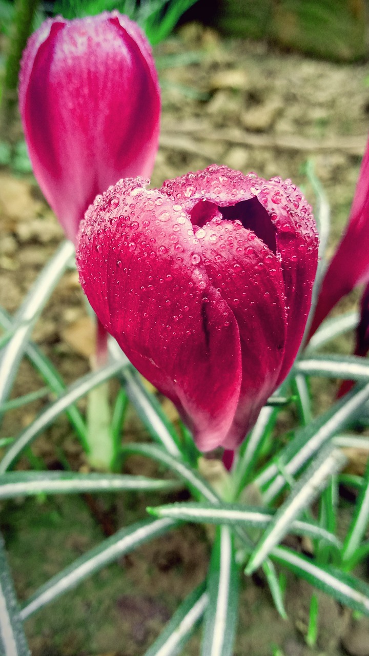 crocus  garden  fuchsia free photo