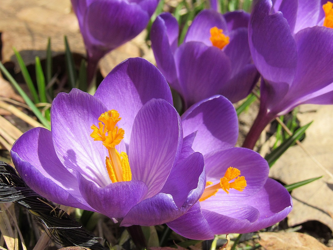 crocus  flowers  bloom free photo