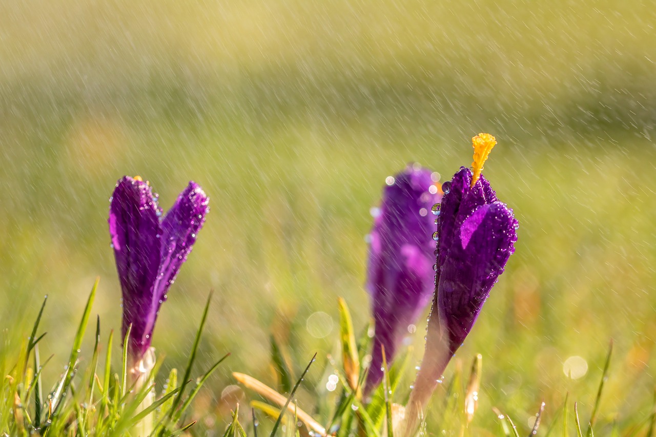 crocus  closed  drop of water free photo