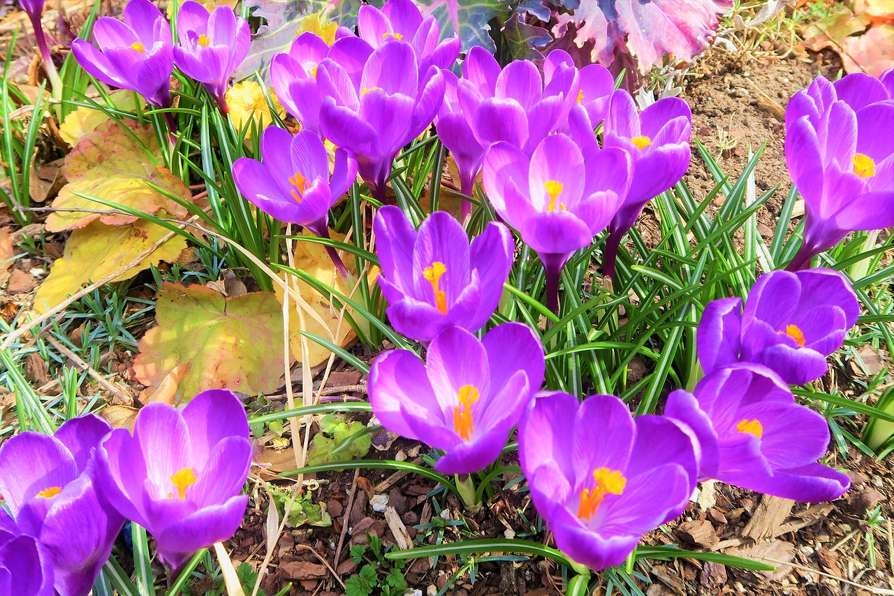 crocus  flower  spring free photo