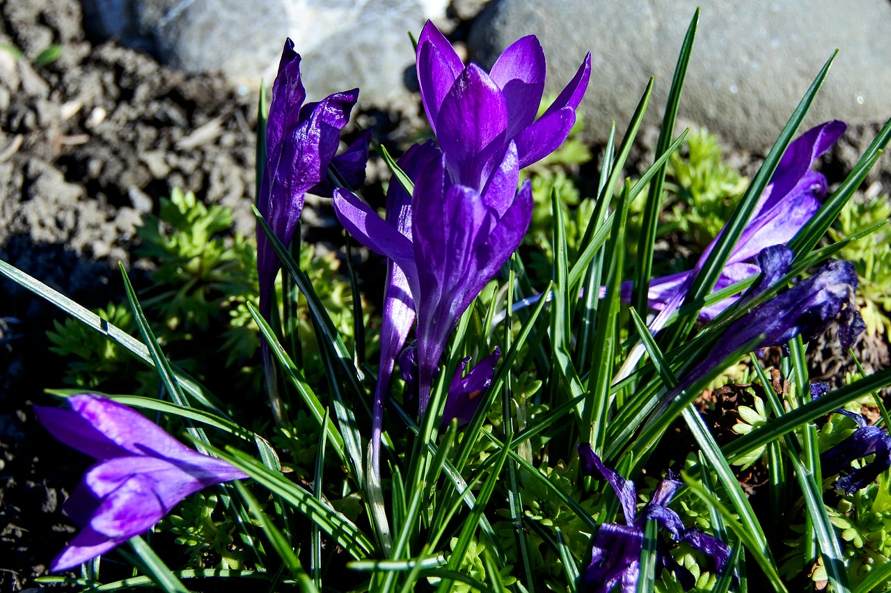 crocus  plant  spring free photo