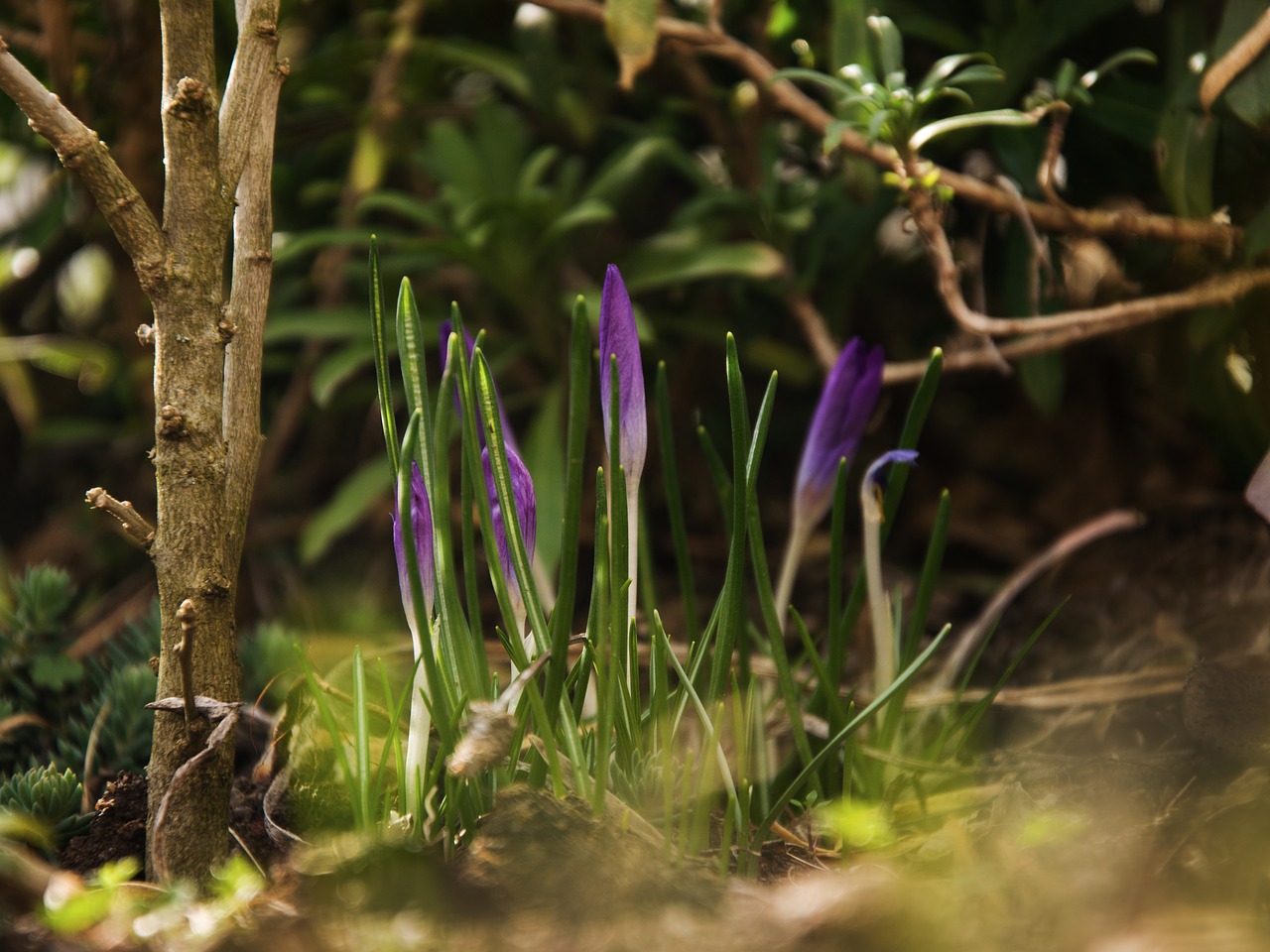 crocus  flower  nature free photo